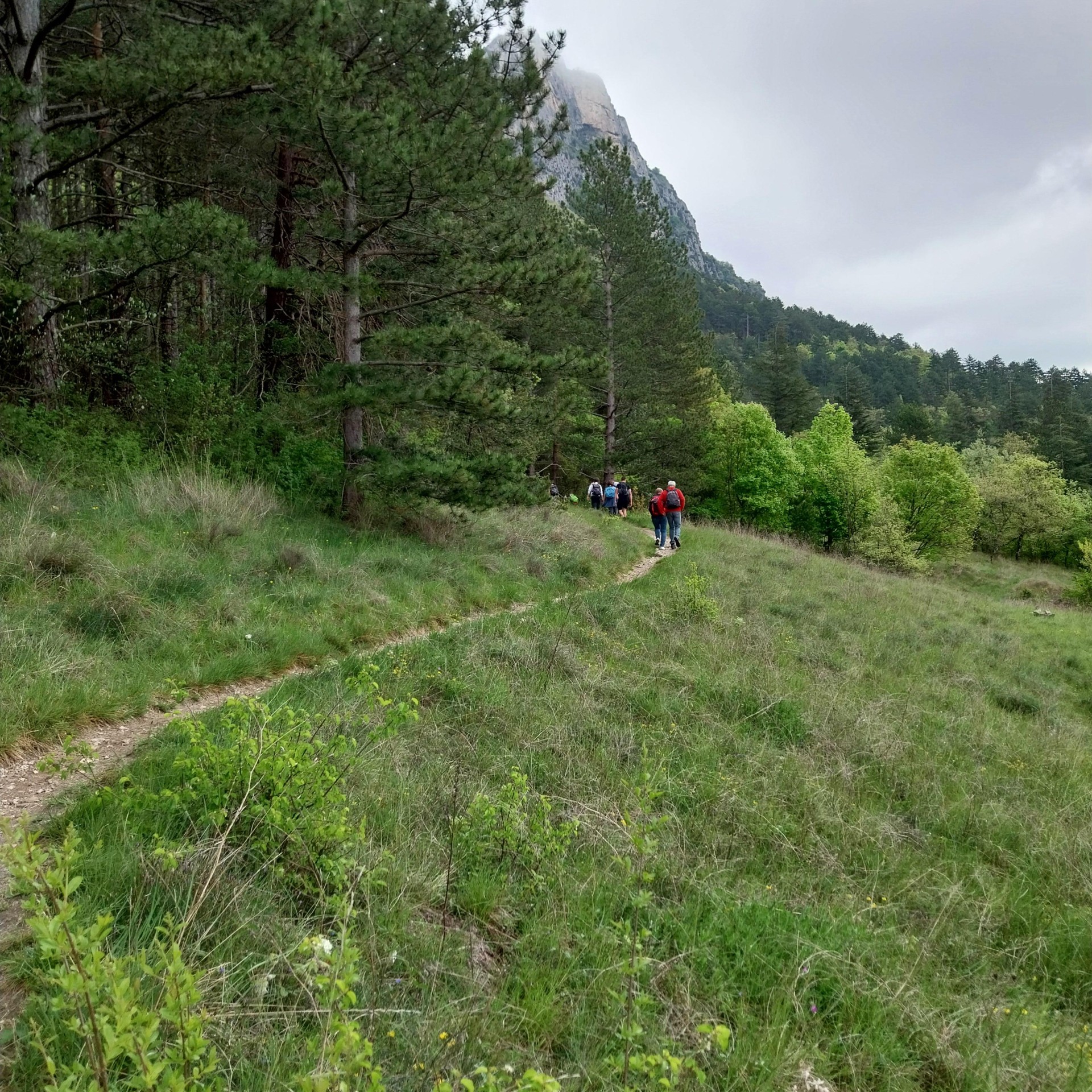 Forêt de Saoû